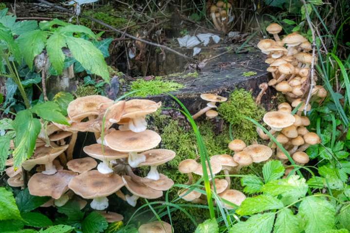 Des champignons pour nourrir face à la surpopulation ?
