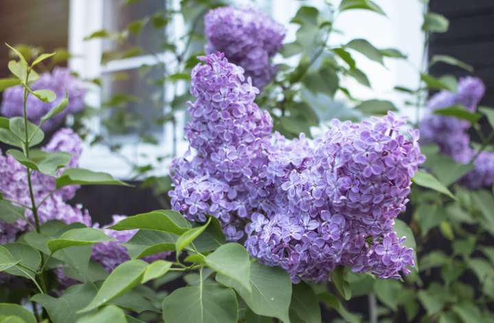 Lilas commun, ou lilas français (Syringa vulgaris)