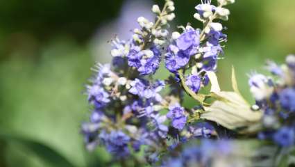 Les plantes agissent sur notre système hormonal