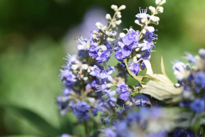 Les plantes agissent sur notre système hormonal