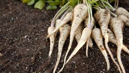 Yacon, panais et cerfeuil tubéreux, des racines au goût sucré