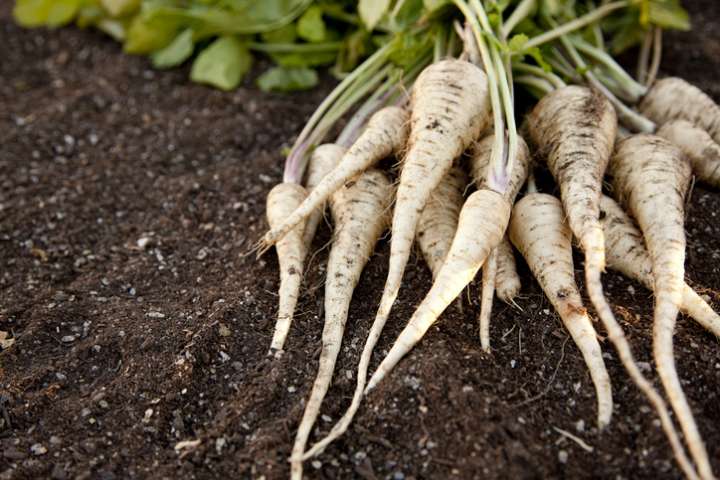 Yacon, panais et cerfeuil tubéreux, des racines au goût sucré