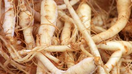 Du ginseng américain pour doper son système immunitaire ?