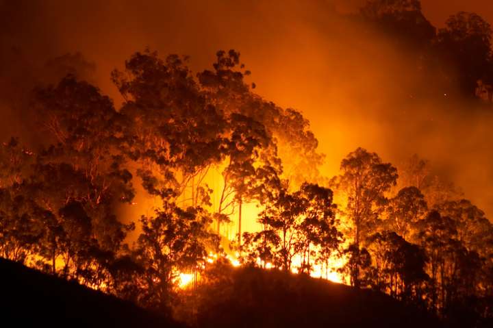 Forêt en feu