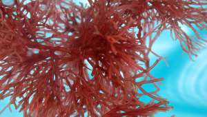 Des algues brunes contre le cancer