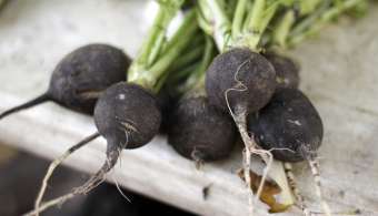 Le jus de radis noir, racine riche en composés soufrés, permet l’augmentation de la quantité et de la fluidité biliaire.