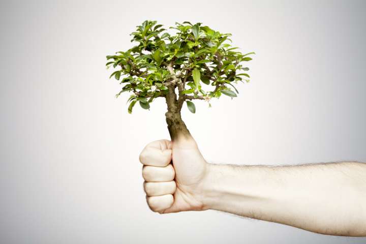 Les plantes aussi ont un sens du toucher