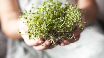 Phytothérapie : Graines germées, le petit potager d’hiver