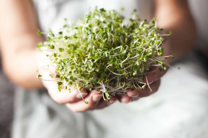 Graines germées : le petit potager d'hiver- Plantes et Santé