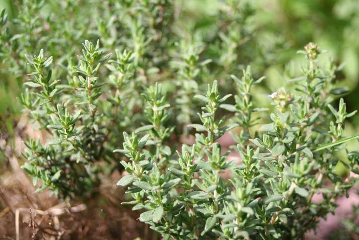 Le thym, une plante médicinale et stimulante dans votre jardin aromatique