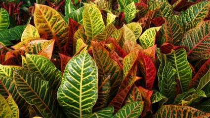 Croton ceanothifolius