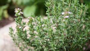 Thymus vulgaris