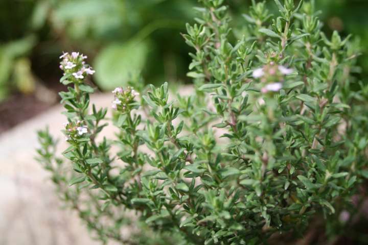 Thymus vulgaris