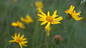 L'Arnica montana possède des propriétés cicatrisantes, mais aussi anti-inflammatoires.