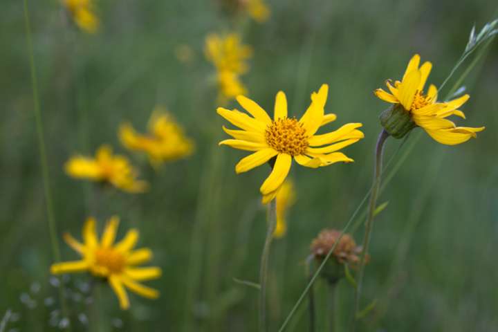 L'Arnica montana possède des propriétés cicatrisantes, mais aussi anti-inflammatoires.