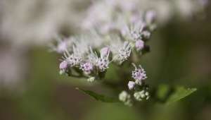 Eupatorium perfoliatum