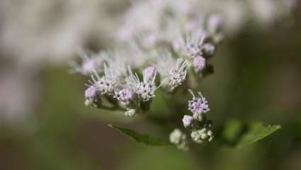 Eupatorium perfoliatum