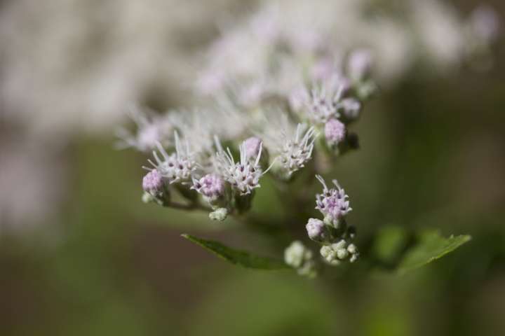 Eupatorium perfoliatum