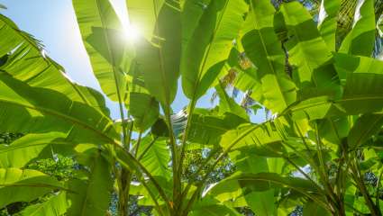 Des indemnisations tant attendues aux Antilles