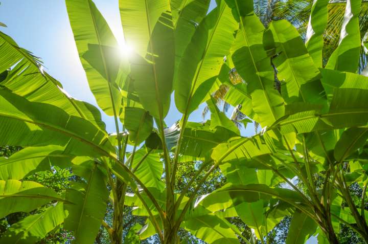 Des indemnisations tant attendues aux Antilles