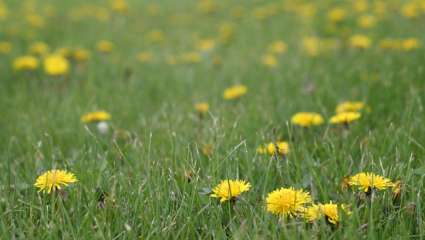 Mobilisation massive contre le glyphosate