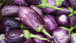 Aubergine