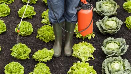 Pesticides : un impact avéré sur la biodiversité