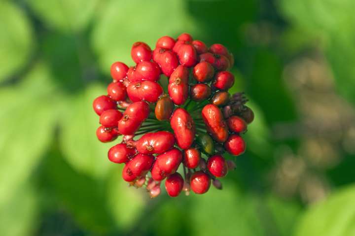 Panax ginseng