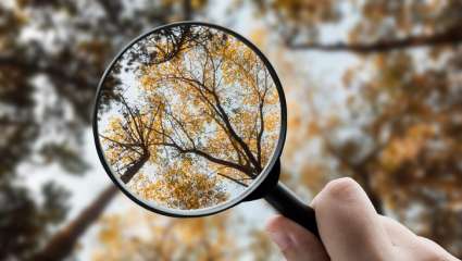 Une promenade dans la nature pour être plus focus