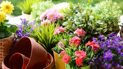 Prendre soin de ses plantes avec des élixirs floraux