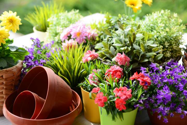Prendre soin de ses plantes avec des élixirs floraux