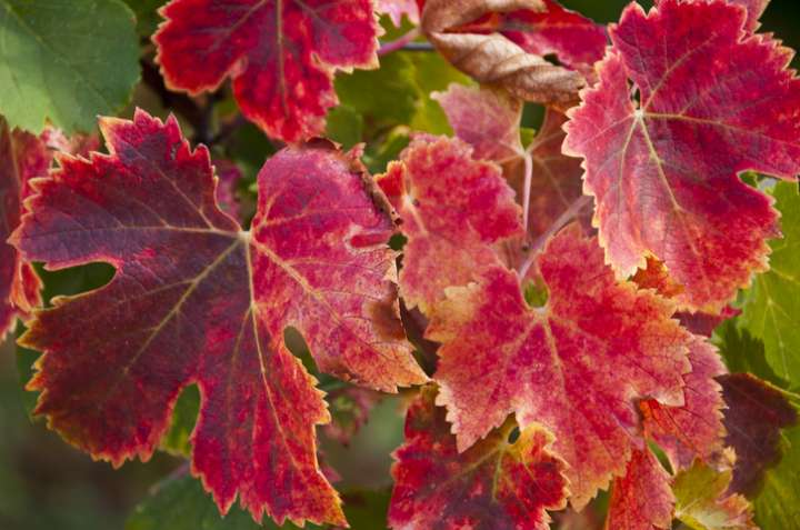 La vigne rouge stimule la circulation