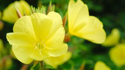 Onagre (Oenothera biennis)