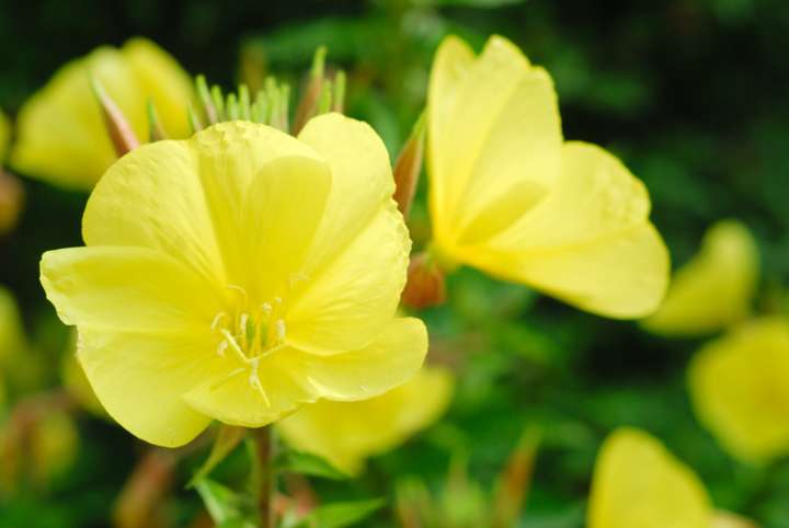 Onagre (Oenothera biennis)