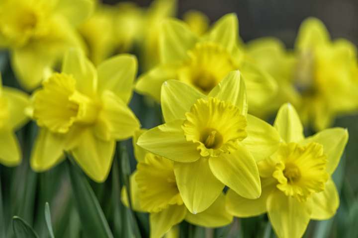 Merci les fleurs !