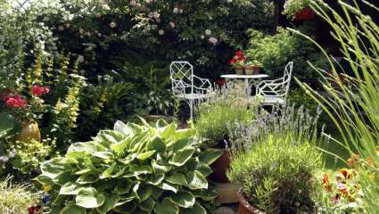 Même un petit jardin est un véritable réservoir à biodiversité