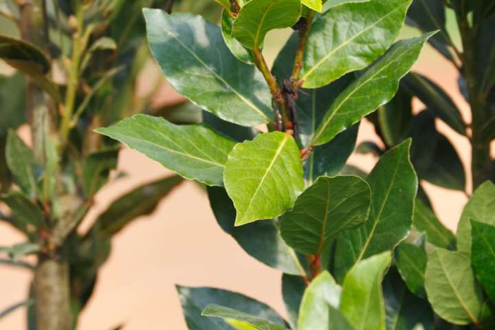 Laurier sauvage en feuilles flore en thym