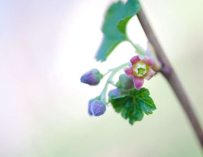 Fleur de cassis