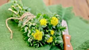 Plantes pour une rentrée en pleine forme