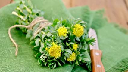 Plantes pour une rentrée en pleine forme