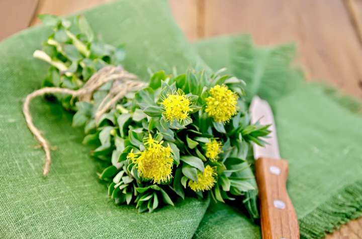 Plantes pour une rentrée en pleine forme