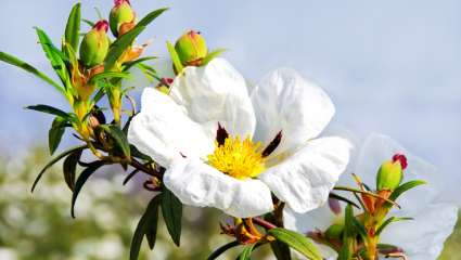 Aromathérapie : prévenir et réguler le diabète