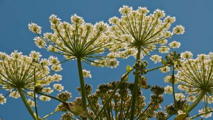 Heracleum mantegazzianum