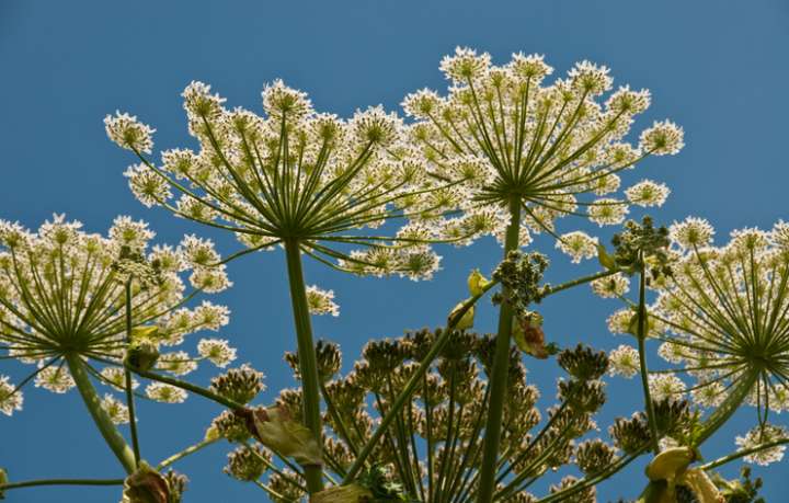 Heracleum mantegazzianum