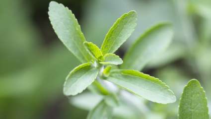 Stevia rebaudiana