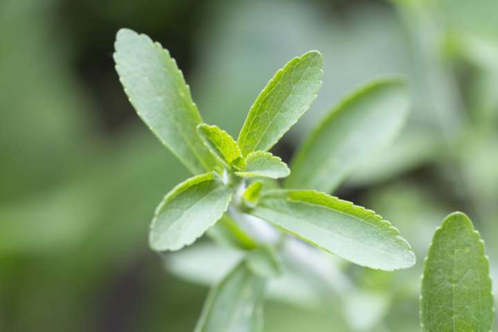 Stevia rebaudiana