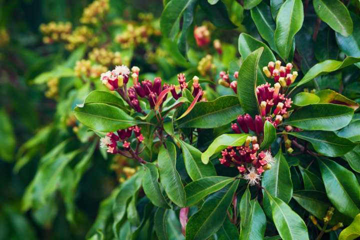 Giroflier (Syzygium aromaticum)