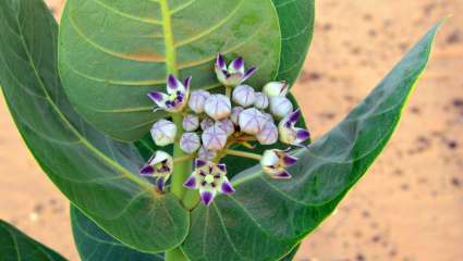 Calotropis procera