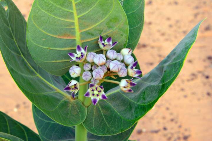 Calotropis procera