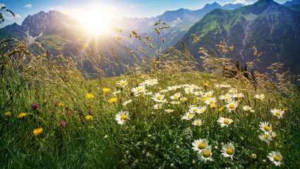 Adaptation flore alpine changement climatique